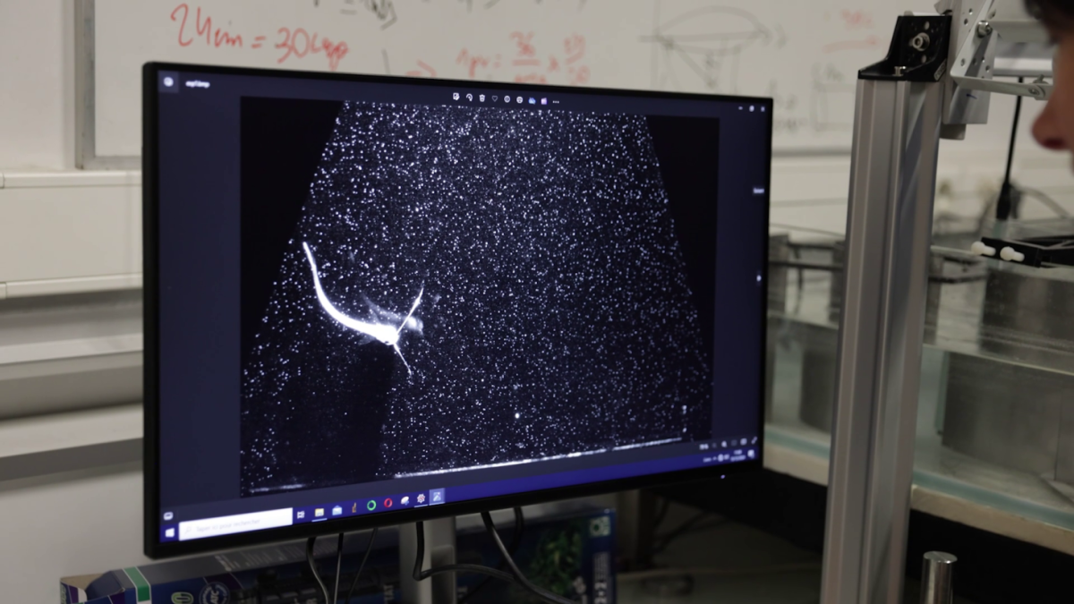 Dynamics of living systems